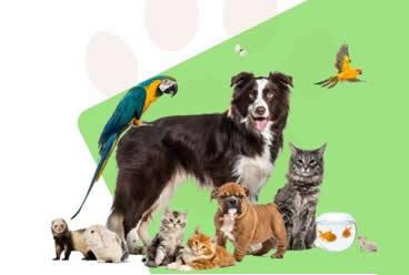 Pet shop e Veterinários
